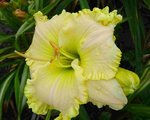 Banana Ruffles 2