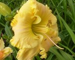 Banana Ruffles 1