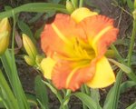 BOITZER MANDARIN 1