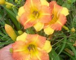 BOITZER MANDARIN 2