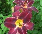 MANTAS REGAL VELVET 1