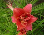 CONGO CORAL 1