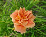 CONGO CORAL 2